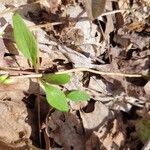 Claytonia caroliniana Hoja