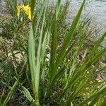 Iris pseudacorus Natur