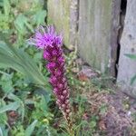 Liatris spicata 花