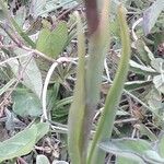 Anacamptis palustris Hoja