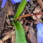 Scilla luciliae Leaf