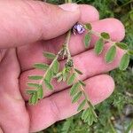 Astragalus sesameus Leaf