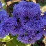 Ageratum houstonianum Flor