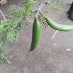 Acacia farnesiana फल