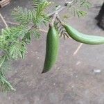 Acacia farnesiana Fruit