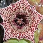 Huernia recondita