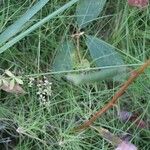 Agrostis canina Flower