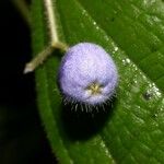 Clidemia japurensis Owoc