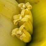 Ensete lasiocarpum Flower