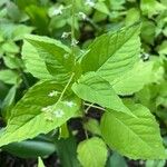 Circaea canadensis Yaprak