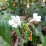 Ruellia tubiflora Floare