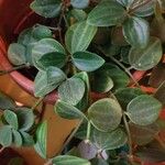 Peperomia quadrangularis Leht