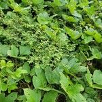 Euphorbia hyssopifolia आदत