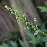 Nandina domestica autre