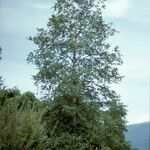 Nothofagus obliqua Hábito