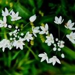 Allium subhirsutum Kwiat