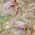 Silene behen Fruit