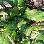 Wulfenia baldaccii Hostoa