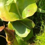 Nepenthes truncata Leaf