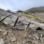 Carex haematostoma Plod