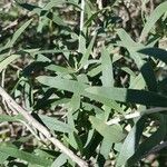 Eremophila laanii Feuille