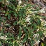 Astragalus greuteri Habitus