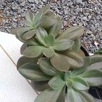 Pachyphytum kimnachii Leaf