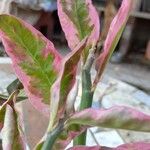 Euphorbia tithymaloides Blatt