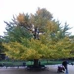 Ginkgo biloba Хабит