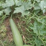 Luffa acutangula Frucht