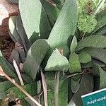 Gasteria pillansii Yaprak