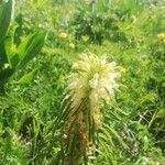 Pedicularis foliosa Floare