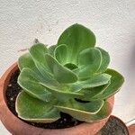 Echeveria gigantea Fulla