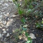 Blackstonia perfoliata Habit