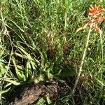 Aloe amudatensis Habit