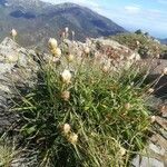 Armeria arenaria Elinympäristö