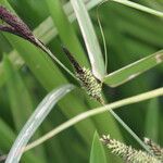 Carex acuta Çiçek