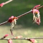 Cercidiphyllum japonicum Цвят