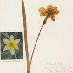 Narcissus × incomparabilis Habitatea