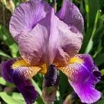 Iris × germanicaBlüte