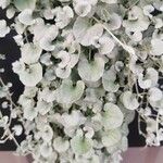 Dichondra repens Hoja