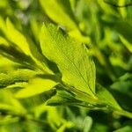 Spiraea chamaedryfolia Folio