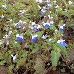 Collinsia verna অভ্যাস