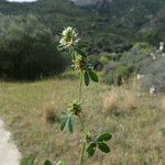 Trifolium scabrum 樹皮