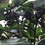 Heptapleurum heptaphyllum Fruit