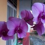 Dendrobium nobile Цветок