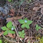 Trientalis borealis Floare