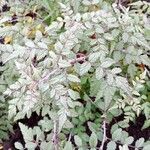 Rubus thibetanus Hoja