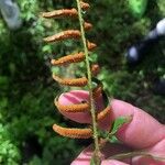 Polystichum acrostichoides ഫലം