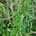 Fallopia dumetorum ഫലം